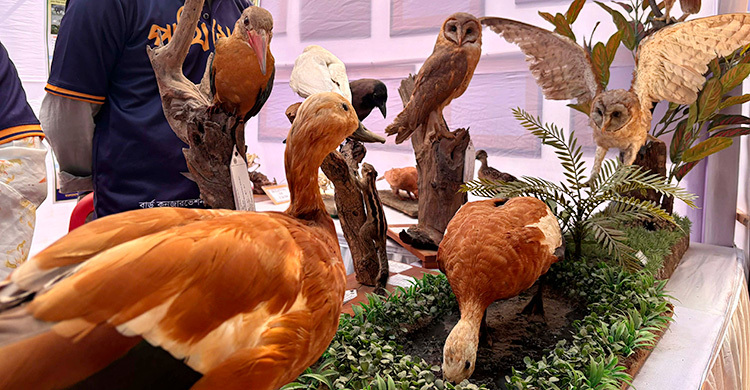 রাবিতে ডানা মেলেছে ‘মমি’ পাখিরা