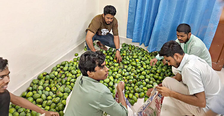 লিচুর পর এবার আম পৌঁছে দিলেন হল সংসদ নেতারা
