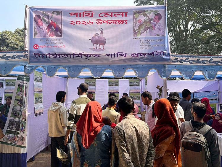 রাবিতে ডানা মেলেছে ‘মমি’ পাখিরা