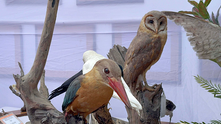 রাবিতে ডানা মেলেছে ‘মমি’ পাখিরা