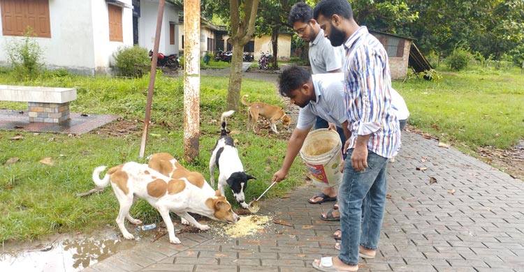 বন্ধ ক্যাম্পাসে প্রাণীদের খাবার দিচ্ছে ছাত্রদল মনোনীত প্যানেল