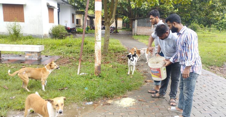 বন্ধ ক্যাম্পাসে প্রাণীদের খাবার দিচ্ছে ছাত্রদল মনোনীত প্যানেল