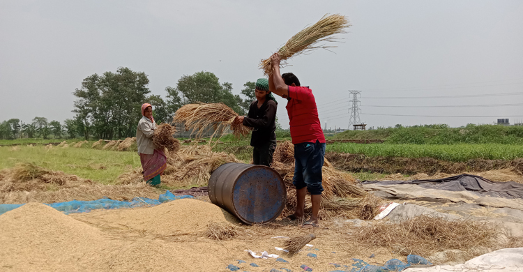 বাম্পার ফলনেও শ্রমিক সংকটে ম্লান কৃষকের হাসি