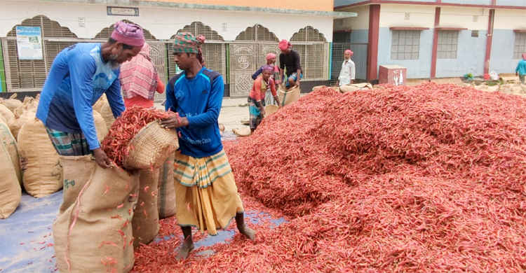 যে হাটে বিক্রি হয় সপ্তাহে ১০ কোটি টাকার শুকনো মরিচ