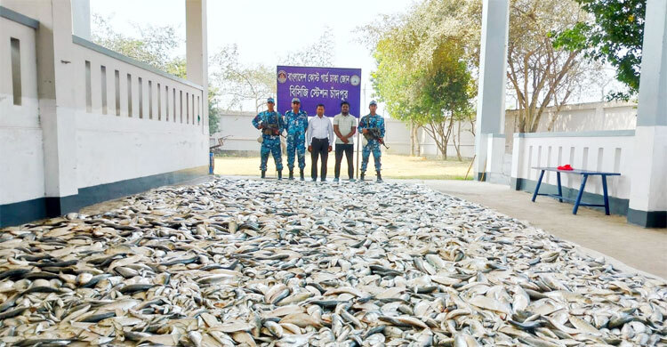 চাঁদপুরে জব্দ ১২৭ মণ ইলিশ গেলো মাদরাসা-এতিমখানায়