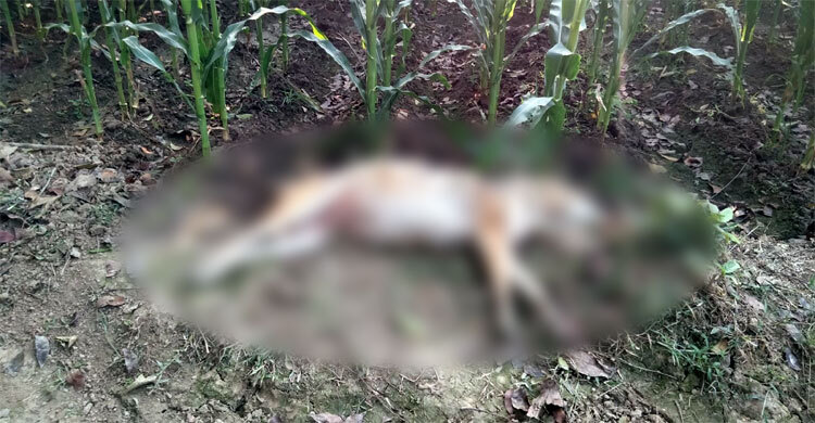 ভুট্টা ক্ষেতে বিষ দিয়ে বন্যপ্রাণী হত্যার অভিযোগ কৃষকের বিরুদ্ধে