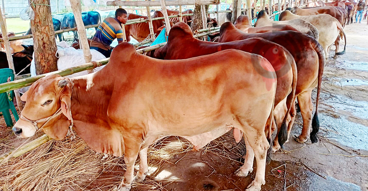 No cattle market in Aftabnagar: HC