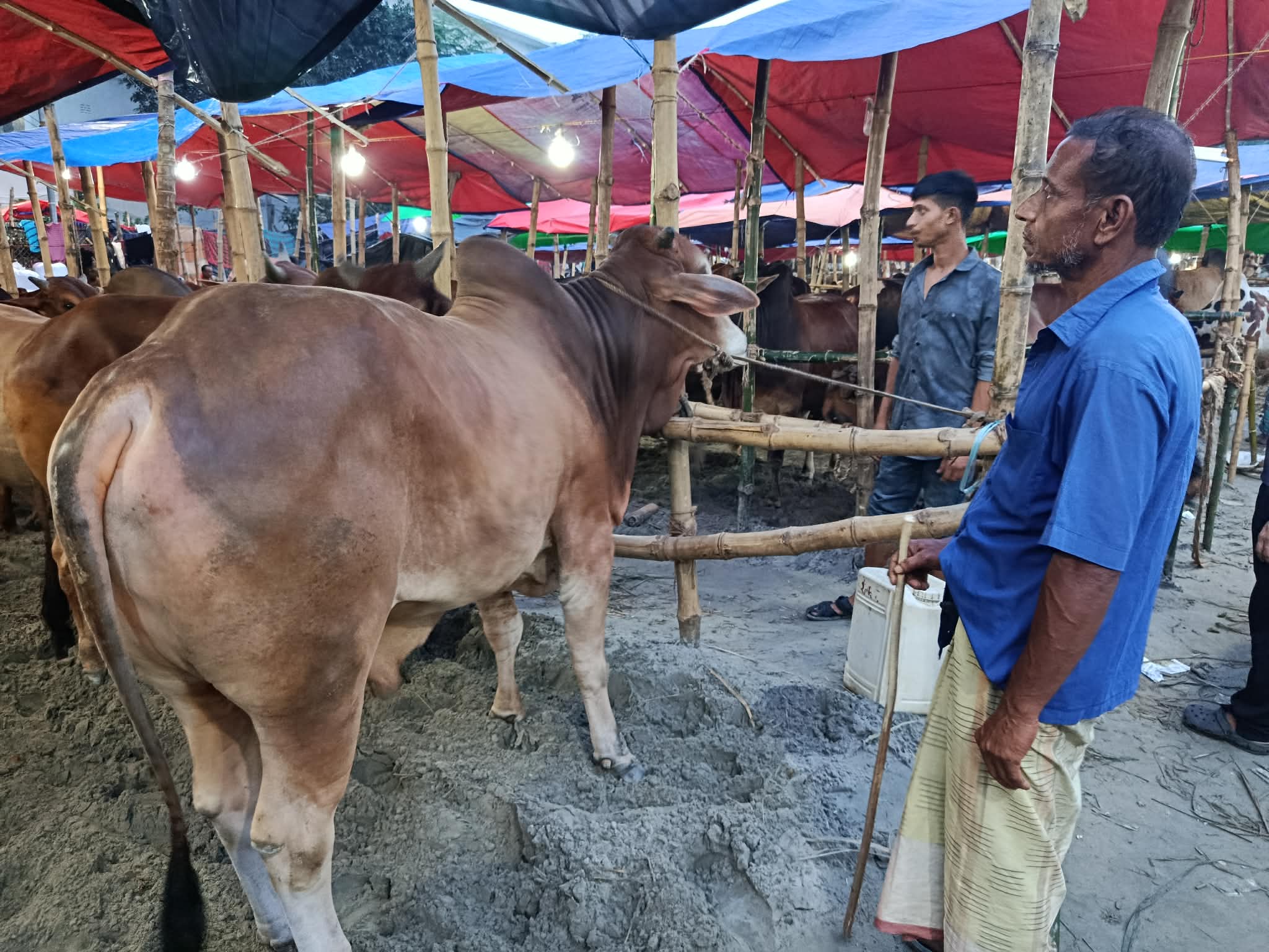 অসুস্থ পশু এড়াতে যেসব বিষয় জানা জরুরি