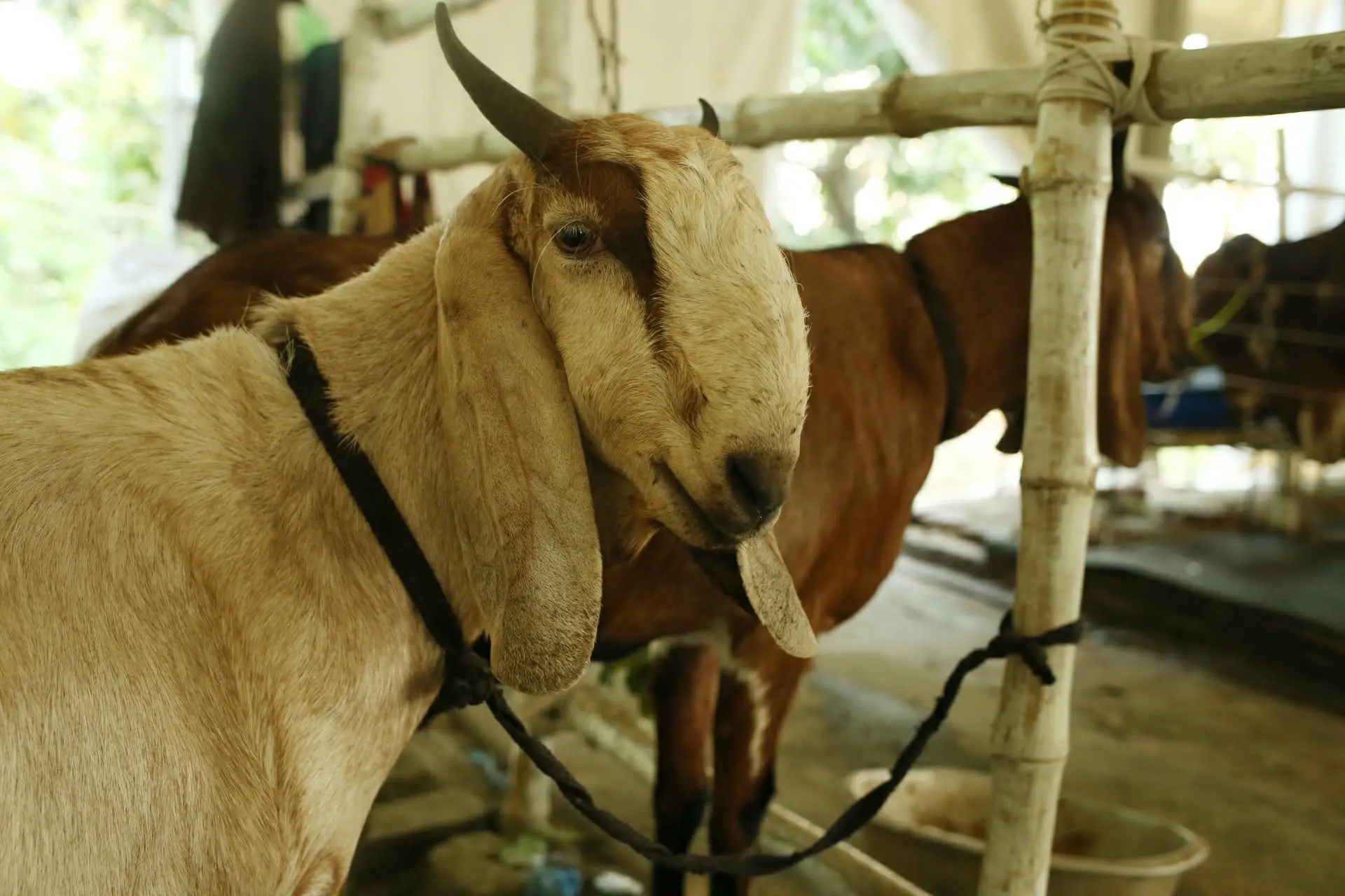 কোরবানির আমেজ ছড়াচ্ছে হাতিরঝিলের ক্যাটেল ফার্ম