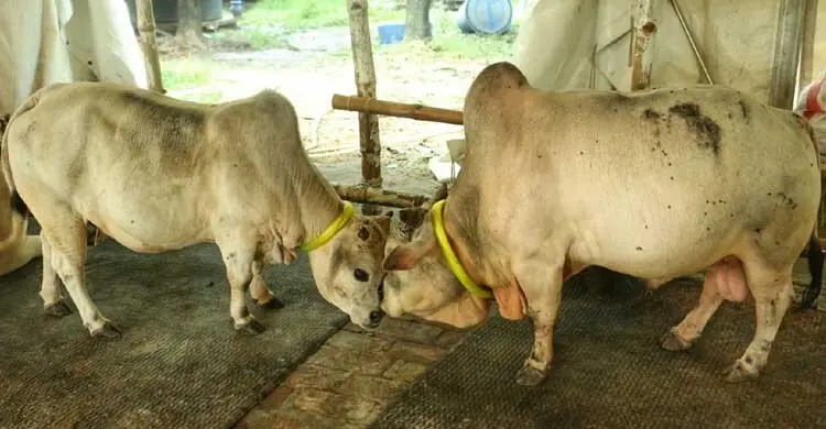 কোরবানির আমেজ ছড়াচ্ছে হাতিরঝিলের ক্যাটেল ফার্ম