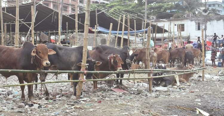 অসুস্থ পশু এড়াতে যেসব বিষয় জানা জরুরি