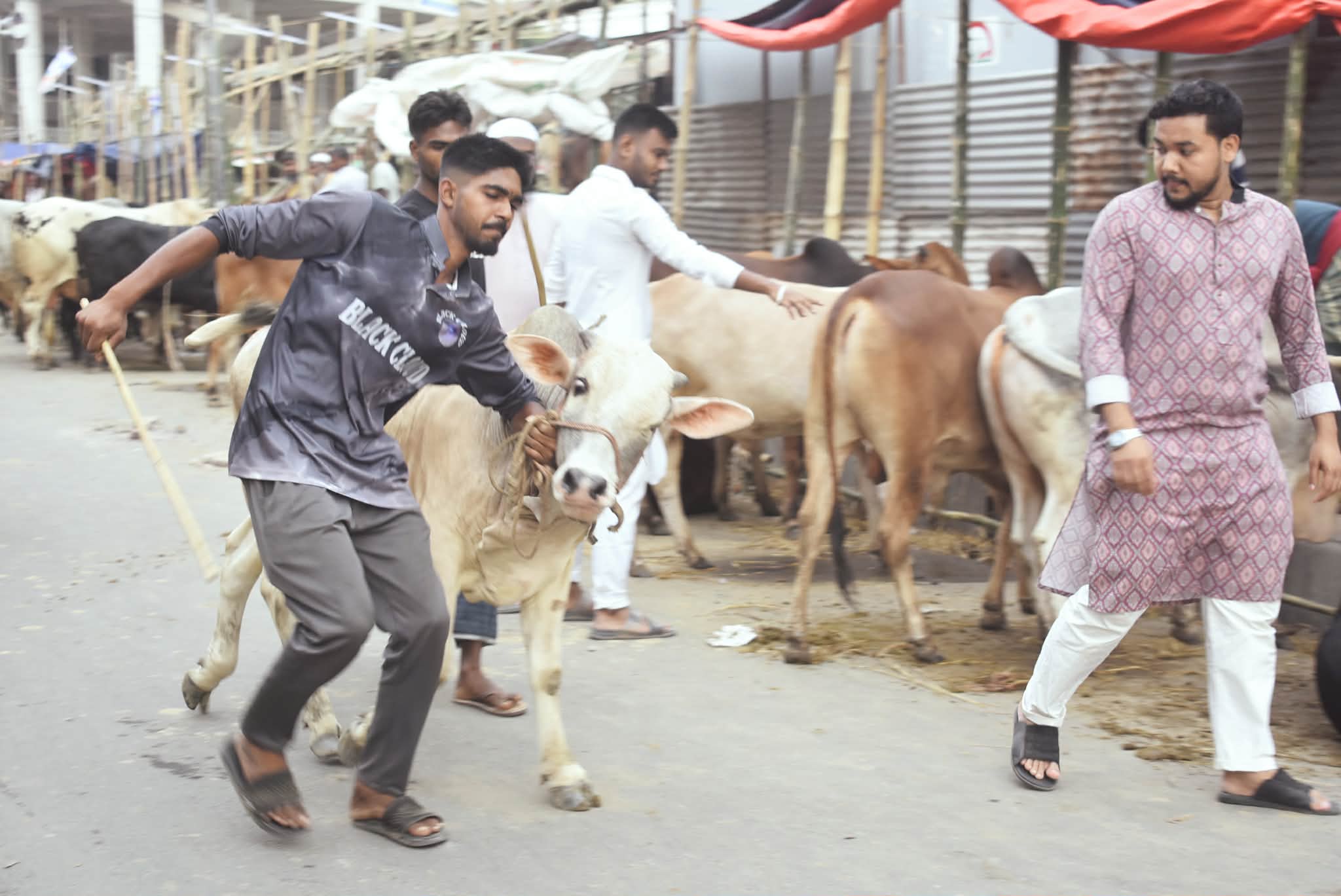 অসুস্থ পশু এড়াতে যেসব বিষয় জানা জরুরি