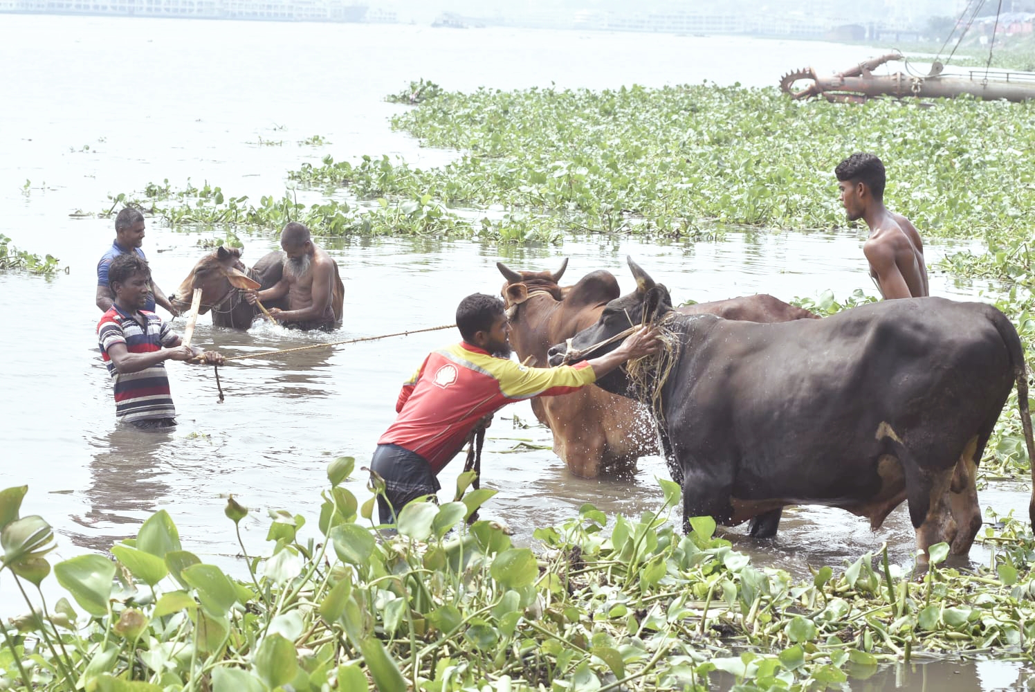গরমে হাঁসফাঁস রাজধানী, স্বস্তি খুঁজছে কোরবানির গরুও