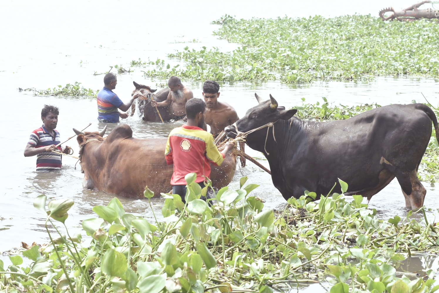 গরমে হাঁসফাঁস রাজধানী, স্বস্তি খুঁজছে কোরবানির গরুও