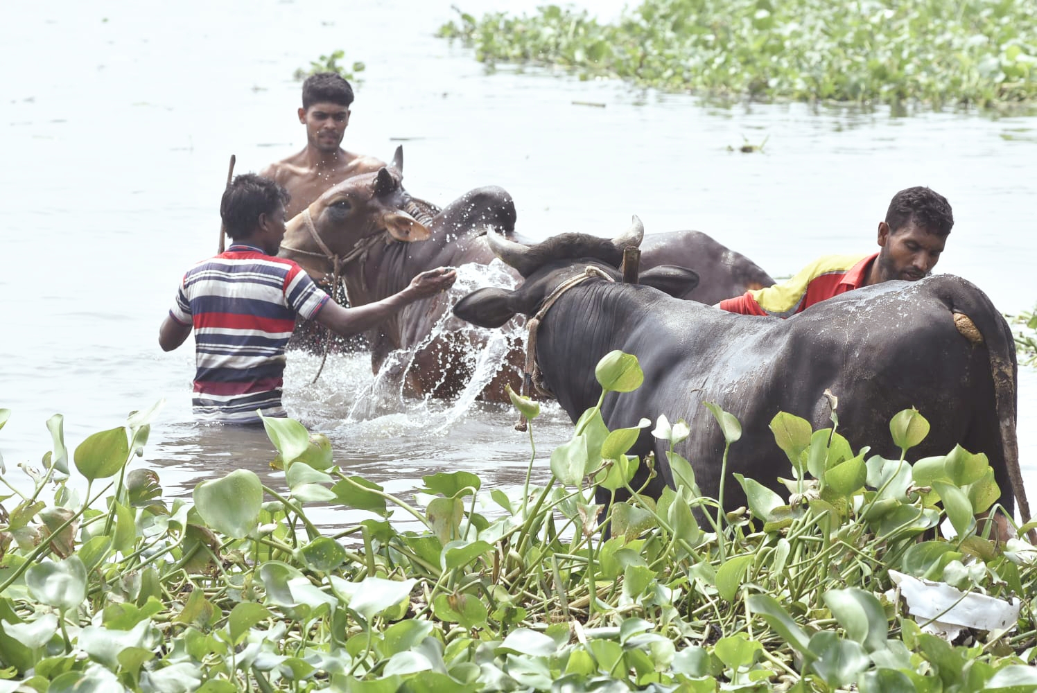 গরমে হাঁসফাঁস রাজধানী, স্বস্তি খুঁজছে কোরবানির গরুও
