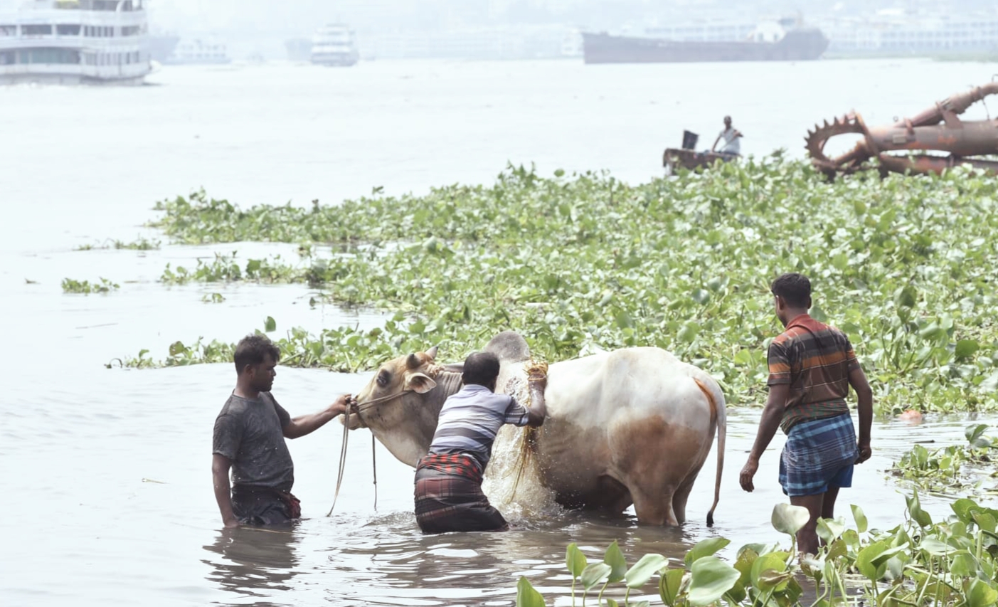 গরমে হাঁসফাঁস রাজধানী, স্বস্তি খুঁজছে কোরবানির গরুও