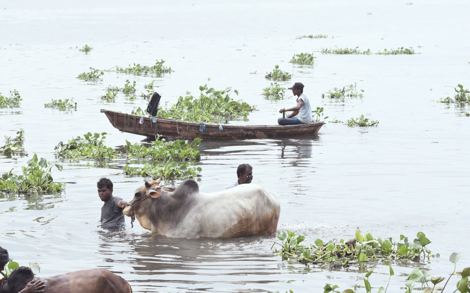 গরমে হাঁসফাঁস রাজধানী, স্বস্তি খুঁজছে কোরবানির গরুও