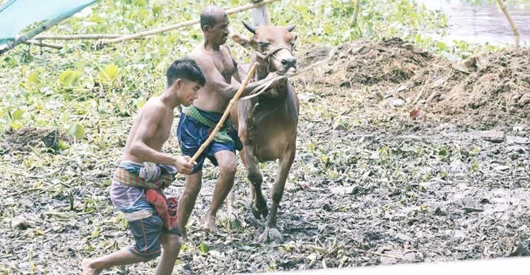 গরমে হাঁসফাঁস রাজধানী, স্বস্তি খুঁজছে কোরবানির গরুও