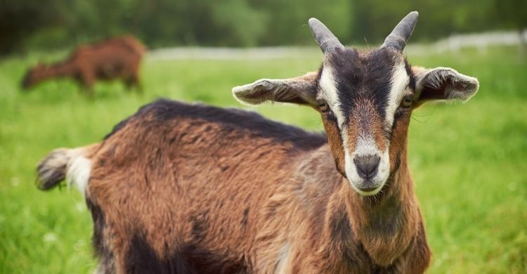 জানের বদলে জান সদকা করার ব্যাপারে ইসলাম কী বলে?