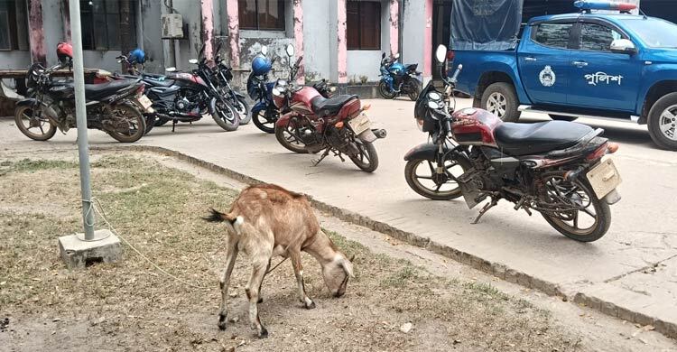 তরমুজ ক্ষেত খেয়ে ফেলায় ছাগল নিয়ে থানায় হাজির কৃষক
