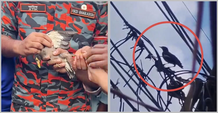 বৈদ্যুতিক তারে আটকা পড়া শালিক উদ্ধার করলো ফায়ার সার্ভিস