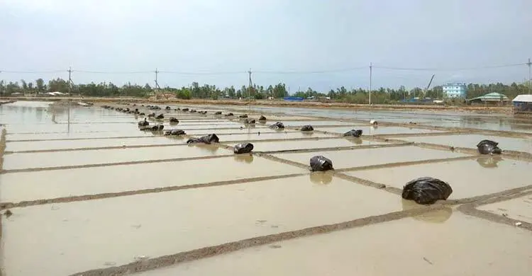 বৃষ্টিতে লবণচাষিদের স্বপ্নভঙ্গ