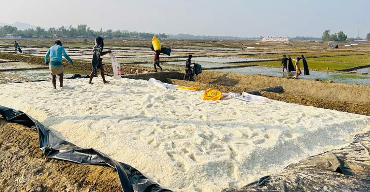 উৎপাদন খরচ তুলতেই হিমশিম খাচ্ছেন লবণ চাষিরা