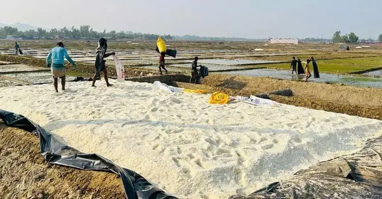 লবণ চাষে স্বল্পসুদে ঋণ বিতরণে সরকারের নানা উদ্যোগ