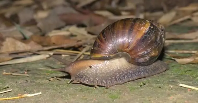 সন্ধ্যা নামলেই শামুকের ভয়