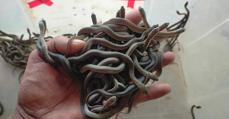 ডিম উদ্ধারের পর ৭২ সাপের বাচ্চা ফোটালেন শহিদুল