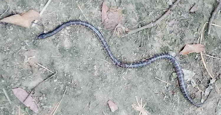 কুষ্টিয়ায় সাপের কামড়ে ঘুমন্ত মা-মেয়ের মৃত্যু