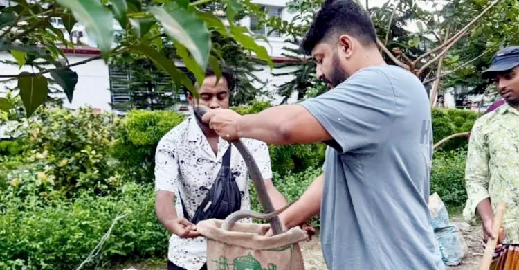 ৯ তলায়ও উঠছে সাপ, ঢাকায় চার মাসে উদ্ধার ৩০০