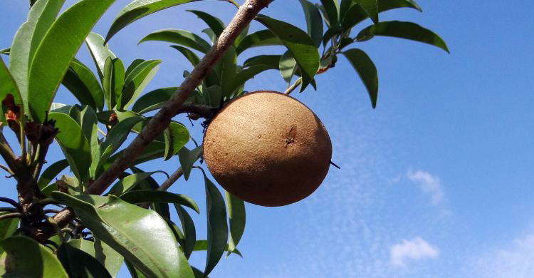 প্রাকৃতিক এনার্জি বুস্টার সফেদা