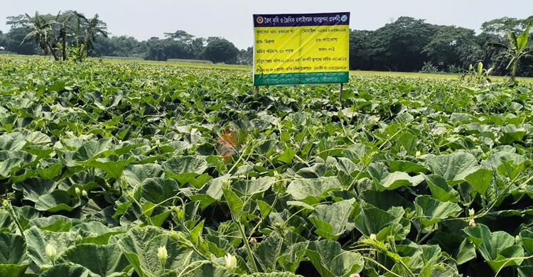 শরীয়তপুরের কৃষিখাতে সুবাতাস