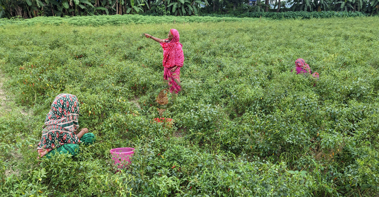 শরীয়তপুরের কৃষিখাতে সুবাতাস