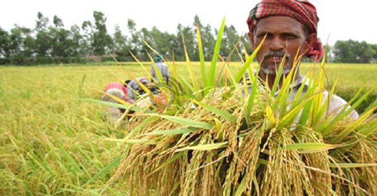 শরীয়তপুরের কৃষিখাতে সুবাতাস