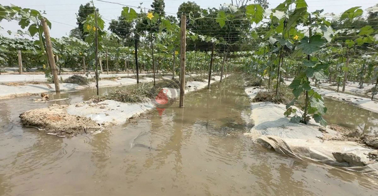 শরীয়তপুরের কৃষিখাতে সুবাতাস