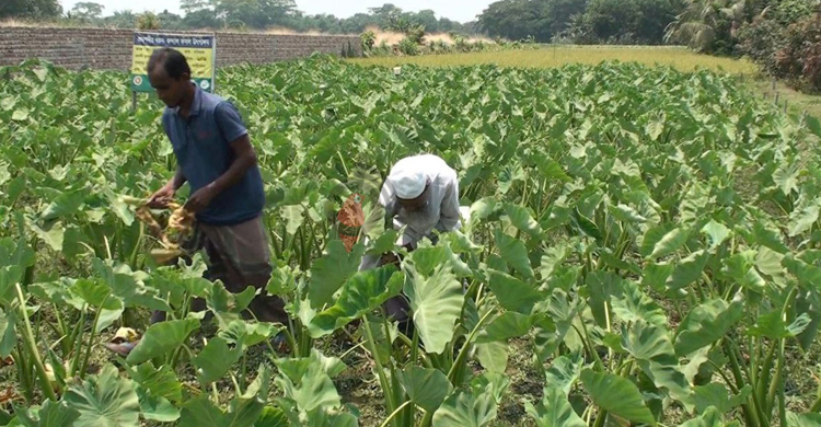 শরীয়তপুরের কৃষিখাতে সুবাতাস