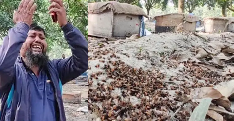 বিষ দিয়ে প্রায় ২০০ বাক্স মৌমাছি হত্যা, দিশাহারা মৌচাষি