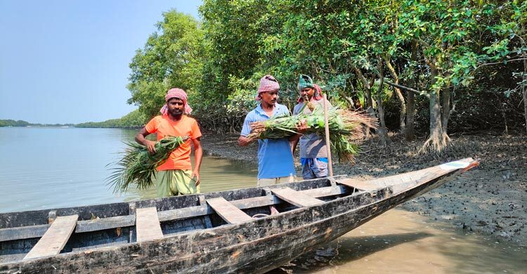 পহেলা এপ্রিল সুন্দরবনে শুরু হচ্ছে মধু আহরণ মৌসুম
