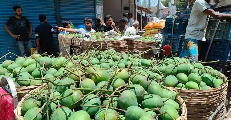 প্রথম দিনেই সরবরাহের চাপে দাম কমে গেলো হিমসাগরের