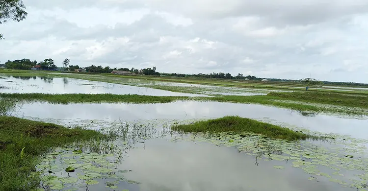 খাল থাকলেও জলাবদ্ধতার কবলে হাজার বিঘা ফসলি জমি