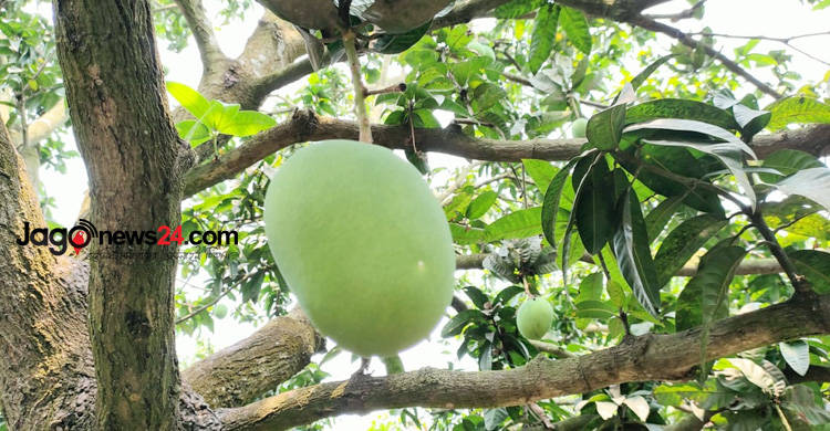 আম ক্যালেন্ডার নিয়ে বিড়ম্বনায় সাতক্ষীরার বাগান মালিকরা