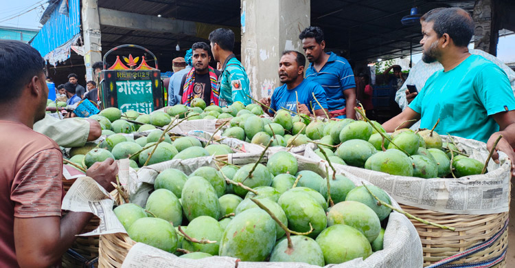 সাতক্ষীরায় চলতি মৌসুমে আম সংগ্রহ শুরু