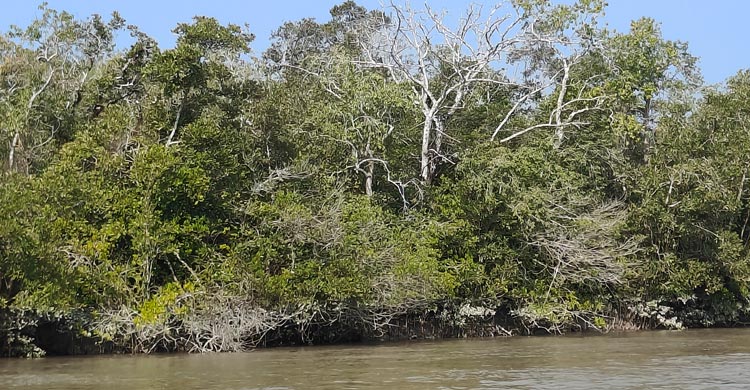 দুই মাস পর সুন্দরবনে কাঁকড়া আহরণ শুরু, উপকূলে কর্মচাঞ্চল্য