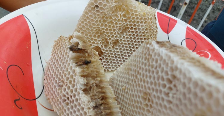 পহেলা এপ্রিল সুন্দরবনে শুরু হচ্ছে মধু আহরণ মৌসুম