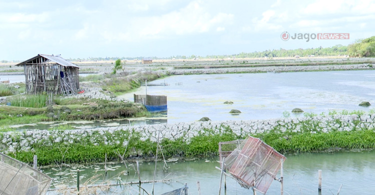 জলবায়ু পরিবর্তন: তাপমাত্রায় মরছে চিংড়ি, বিপাকে চাষি