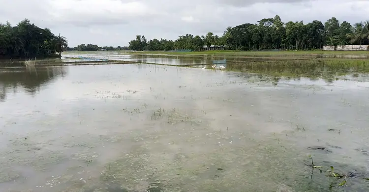 খাল থাকলেও জলাবদ্ধতার কবলে হাজার বিঘা ফসলি জমি