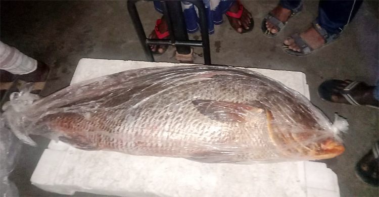 সুন্দরবনে জেলের জালে ২৫ কেজি জাভা ভোল, দাম উঠলো পৌনে ৪ লাখ