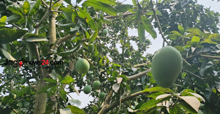 আম ক্যালেন্ডার নিয়ে বিড়ম্বনায় সাতক্ষীরার বাগান মালিকরা